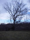 mini-DSC06385.JPG (116511 bytes)