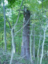 mini-DSC05135.JPG (131836 bytes)